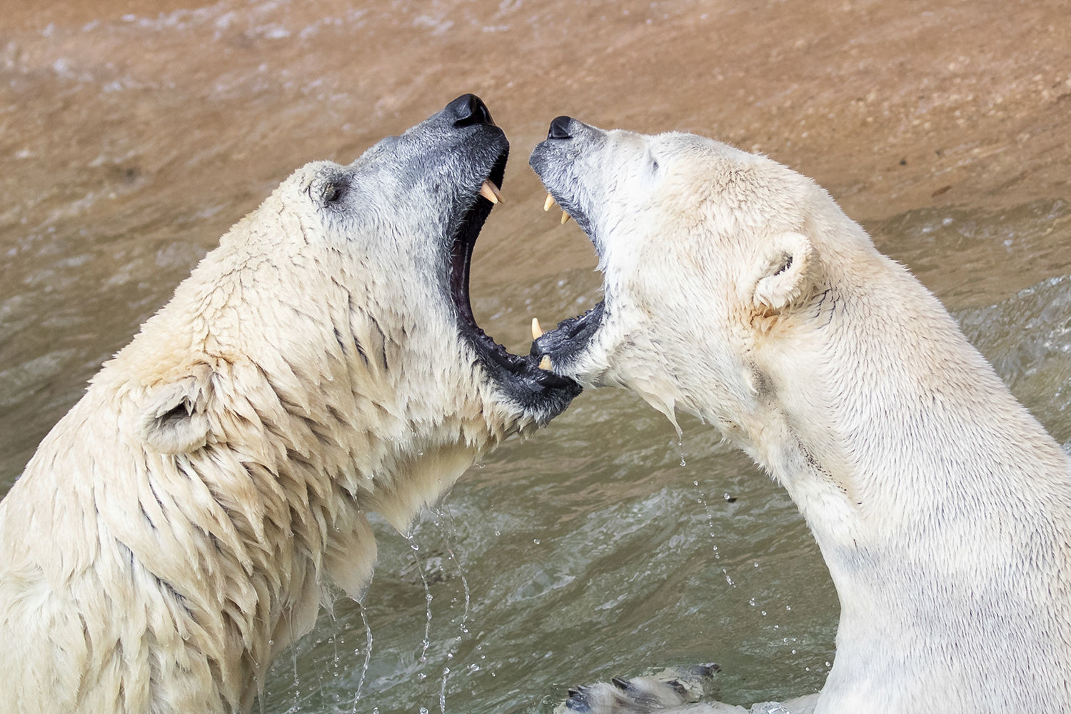 Photos: Associated Press Photos of the Week